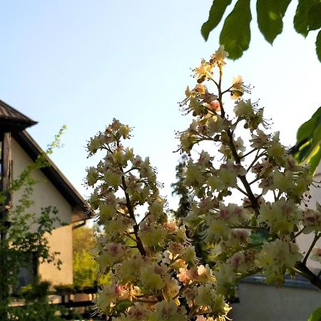 Dom Pod Kasztanami Apartman Kazimierz Dolny Kültér fotó